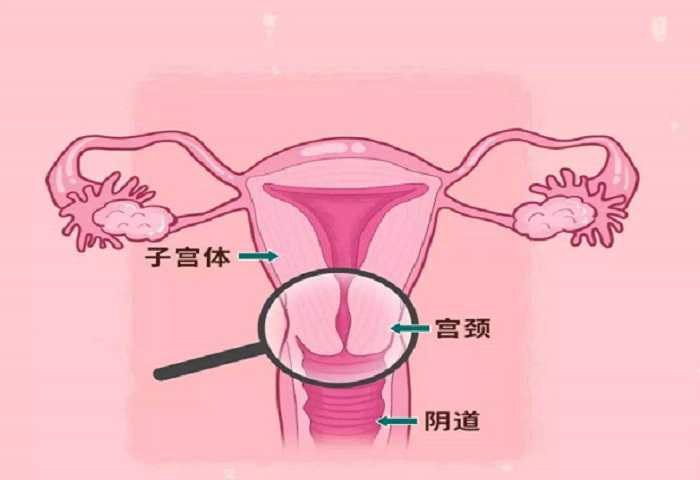 北京代孕公司哪家专业-北京的代孕价格